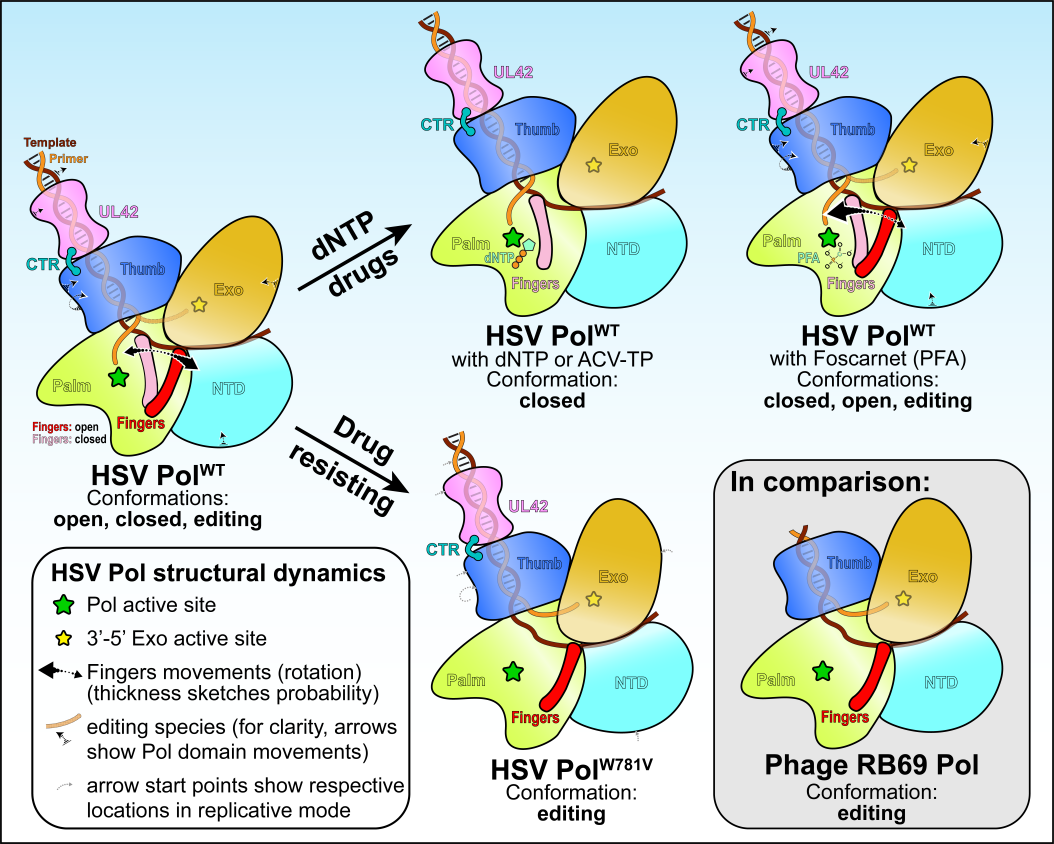 Cell丨新突破！潘军华团队在Cell上发表抗病毒药物耐药研究成果