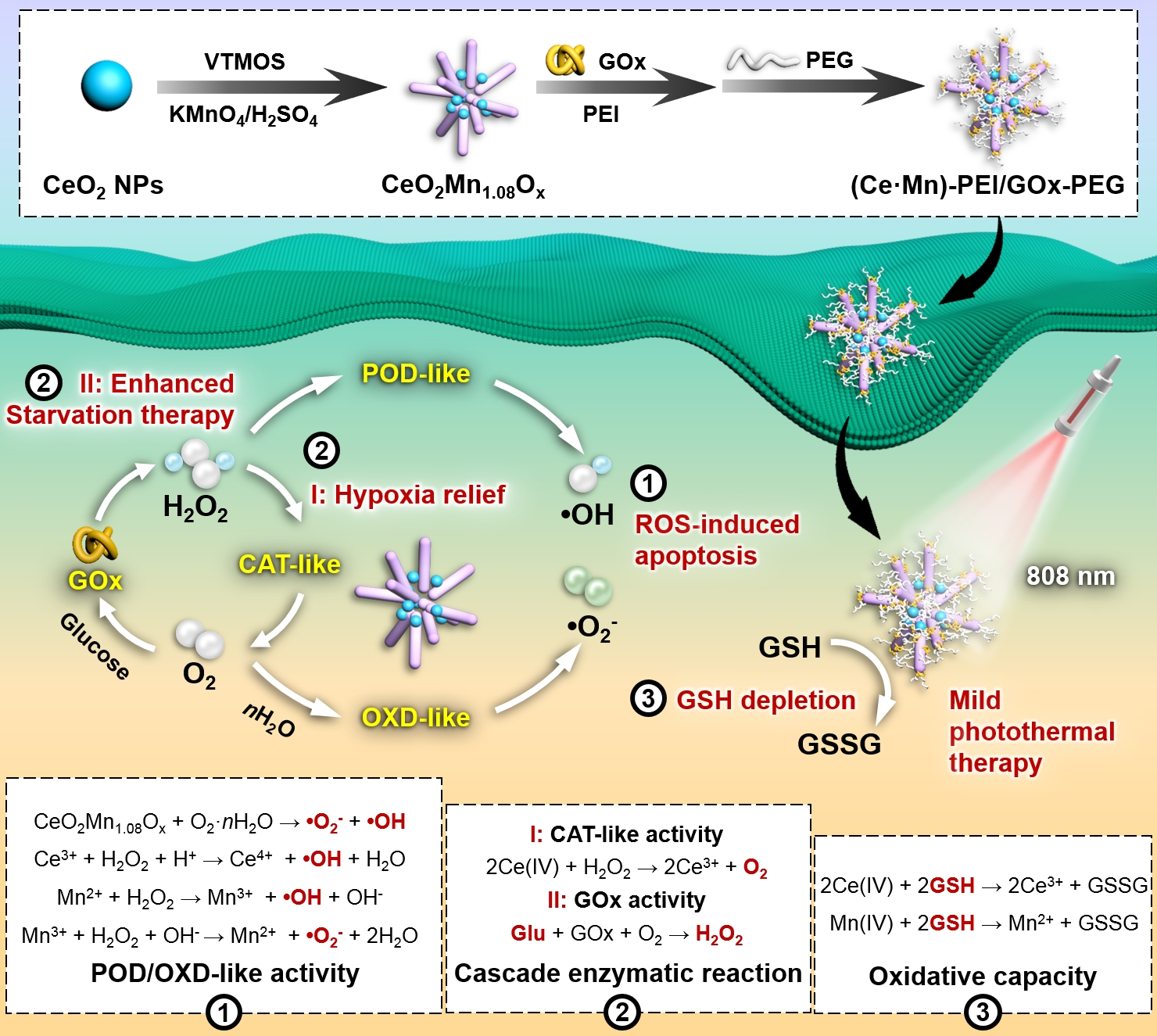 Adv Funct Mater丨李草教授团队在抗肿瘤纳米药物研究领域取得新进展